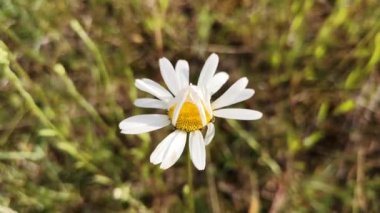 Açan Leucanthemum vulgare çiçeği rüzgarda sallanıyor