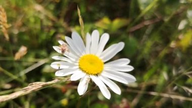 Açan Leucanthemum vulgare çiçeği rüzgarda sallanıyor