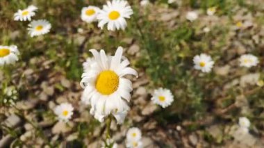 Açan Leucanthemum vulgare çiçeği rüzgarda sallanıyor