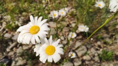 Açan Leucanthemum vulgare çiçeği rüzgarda sallanıyor