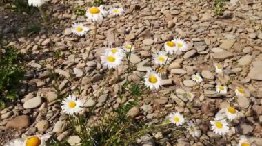 Açan Leucanthemum vulgare çiçeği rüzgarda sallanıyor