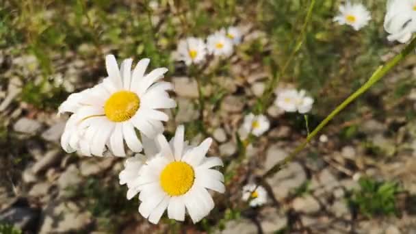 Açan Leucanthemum Vulgare Çiçeği Rüzgarda Sallanıyor — Stok video