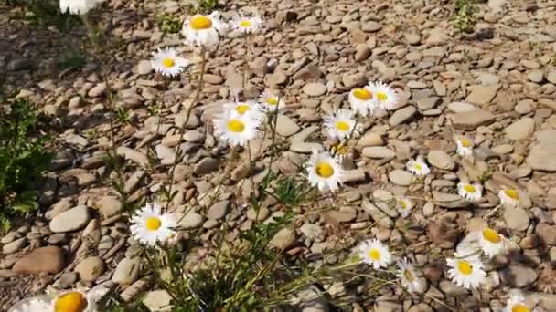 Kwitnący Kwiat Leucanthemum Vulgare Kołyszący Się Wietrze — Wideo stockowe