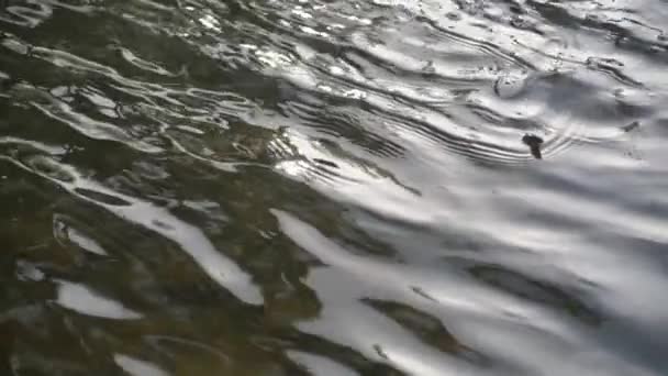 Eine Flussschlange Lugt Aus Dem Wasser — Stockvideo