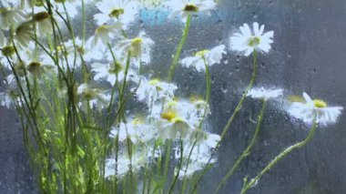 Çiçekli Leucanthemum vulgare buketi ıslak camın arkasında