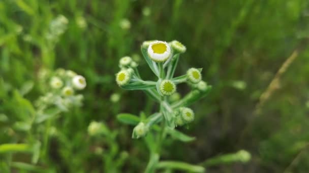 Phalacroloma Annuum Floraison Oscille Dans Vent — Video