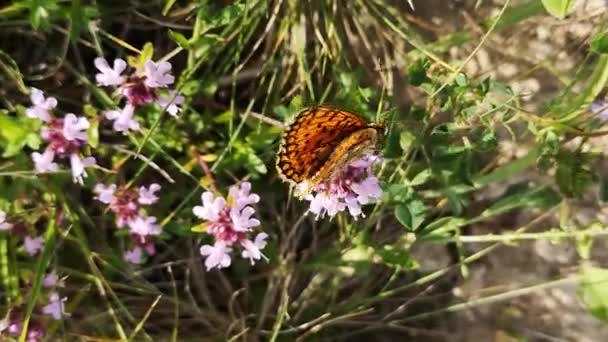 Motyl Zbiera Nektar Kwitnącym Phalacroloma Annuum — Wideo stockowe