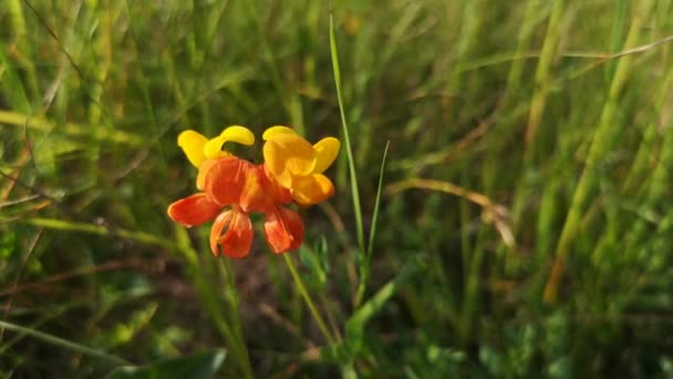 Blooming Thermopsis Lanceolata Ondeggiando Nel Vento — Video Stock