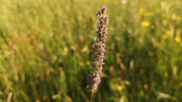 Insecto Arrastra Sobre Una Hierba Floreciente — Vídeo de stock