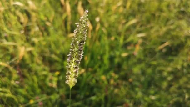 Insecto Arrastra Sobre Una Hierba Floreciente — Vídeo de stock