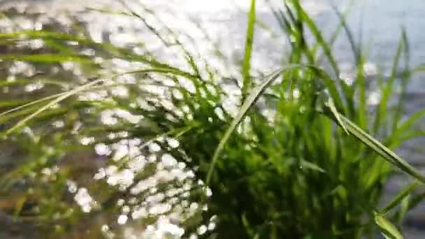 Saftiges Gras Wiegt Sich Vor Dem Hintergrund Eines Gebirgsflusses — Stockvideo