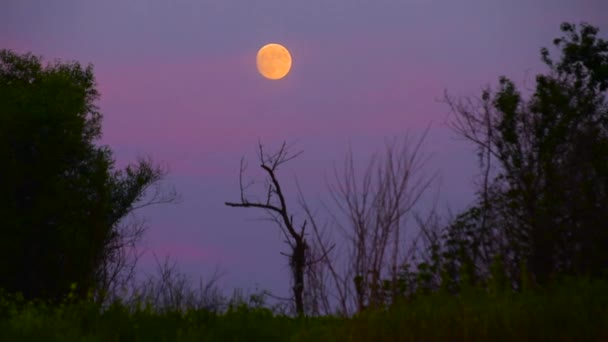 Okrążenia Czasowe Nocnego Krajobrazu Ruchu Pełni Księżyca Nad Brzegiem Górskiej — Wideo stockowe