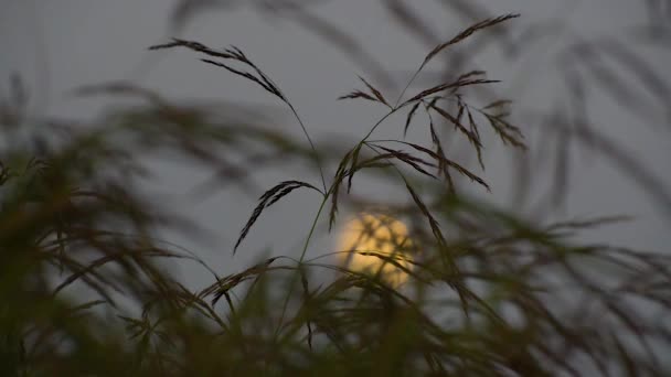 Jeune Roseau Balançant Dans Vent Sur Fond Pleine Lune — Video