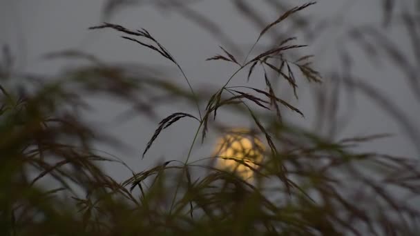 Caña Joven Balanceándose Viento Sobre Fondo Luna Llena — Vídeo de stock