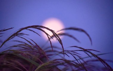 Genç kamış rüzgarda sallanıyor dolunayın arka planında