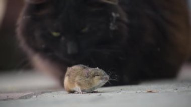 Evcil bir kedi avıyla oynar.