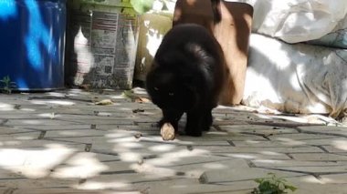 Evcil bir kedi, avıyla bir fareyle oynar.