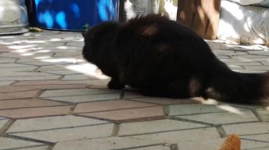 Evcil bir kedi avıyla oynar.