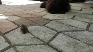 Evcil bir kedi avıyla oynar. 