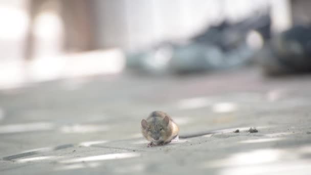 一只小老鼠在院子里等着危险 — 图库视频影像