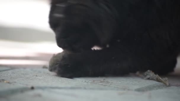 Gato Doméstico Brinca Com Sua Presa — Vídeo de Stock