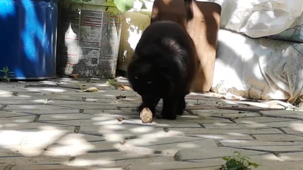 Seekor Kucing Domestik Bermain Dengan Mangsanya Dengan Seekor Tikus — Stok Video