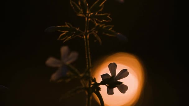 Άγριο Ανθοφόρο Φυτό Στο Φόντο Του Ηλιοβασιλέματος Δίπλα Στο Ποτάμι — Αρχείο Βίντεο