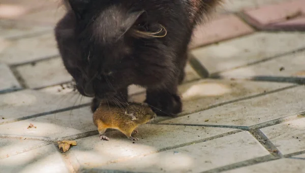 Gatto Domestico Gioca Con Sua Preda — Foto Stock