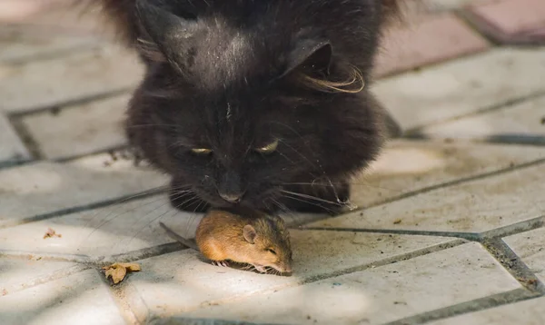 国内の猫が獲物と遊ぶ — ストック写真