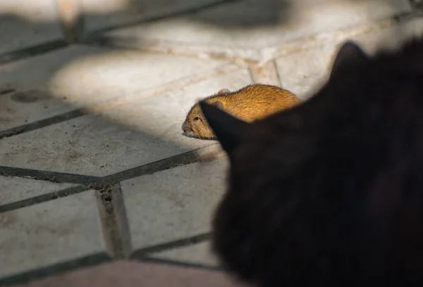 Domowy Kot Bawi Się Swoją Zdobyczą — Zdjęcie stockowe