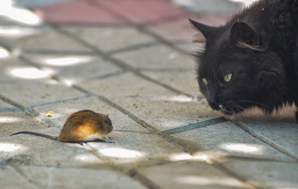 国内の猫が獲物と遊ぶ — ストック写真