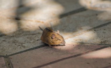 Bahçede küçük bir fare tehlike bekliyor.
