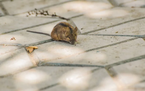 Piccolo Ratto Sta Aspettando Pericolo Nel Cortile — Foto Stock
