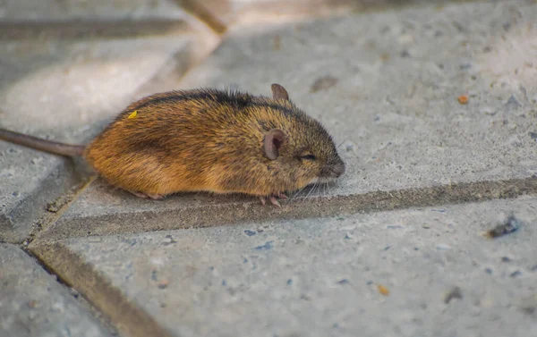 Pequeno Rato Está Espera Perigo Pátio — Fotografia de Stock