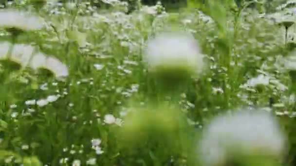 Movement Field Wild White Flowers — Wideo stockowe
