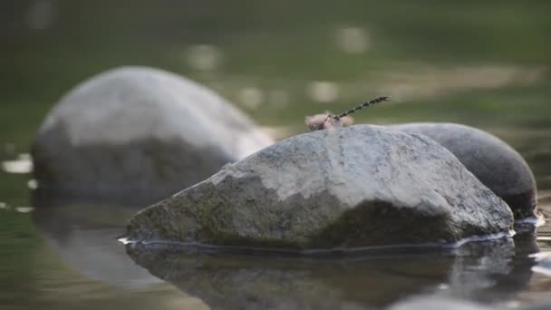 Tiger Dragonfly Flaps Its Wings Quickly While Sitting Stone — Stock Video