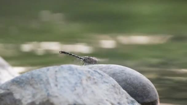 Tiger Dragonfly Flaps Its Wings Quickly While Sitting Stone — Stock Video