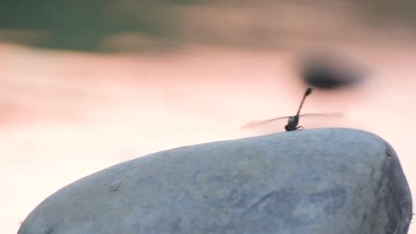 Tiger Dragonfly Flaps Its Wings Quickly While Sitting Stone — Stock Video