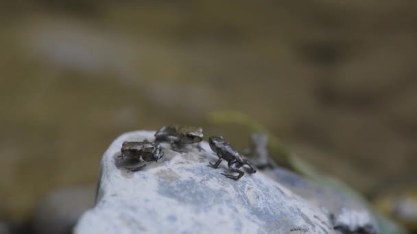 Die Ansammlung Kleiner Frösche Auf Einem Gebirgsfluss Wald — Stockvideo