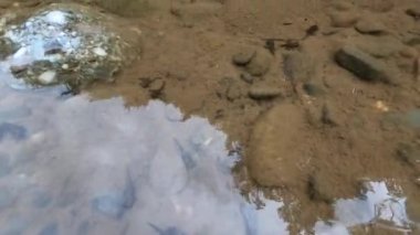 Ormandaki bir dağ nehrinde küçük kurbağaların birikmesi.