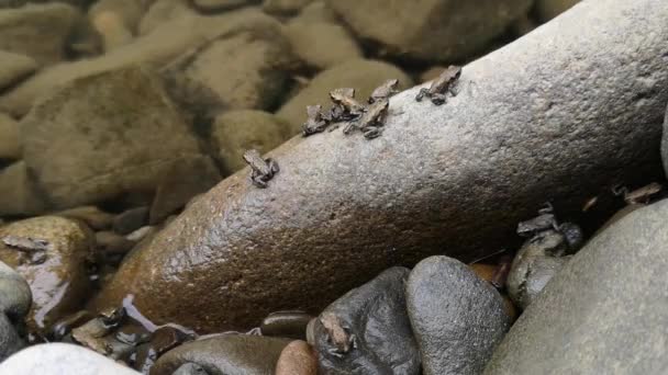 Accumulation Petites Grenouilles Sur Une Rivière Montagne Dans Forêt — Video