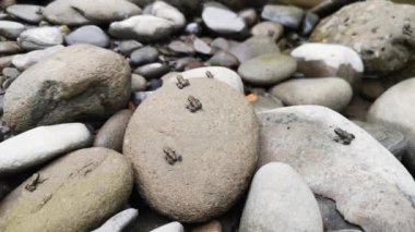 Ormandaki bir dağ nehrinde küçük kurbağaların birikmesi.