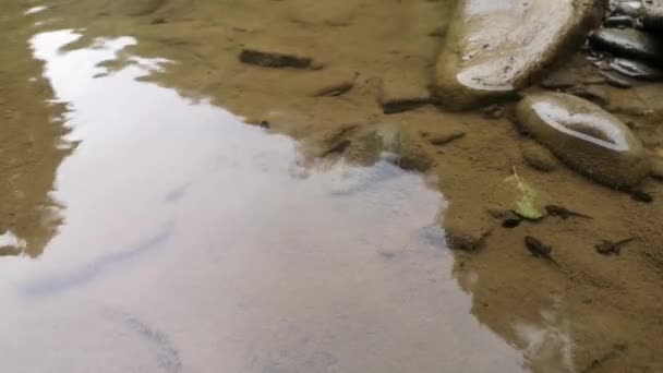 Accumulation Petites Grenouilles Sur Une Rivière Montagne Dans Forêt — Video