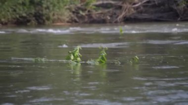Bir yaz akşamı akan bir dağ nehrinin manzarası.