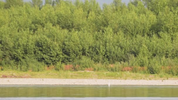 Bir Yaz Akşamı Bir Dağ Nehrinde Balıkçıl Avı — Stok video