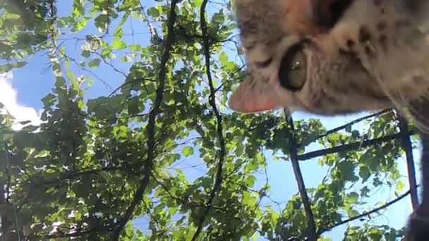 Gros Plan Sur Museau Chat Eau Potable — Video