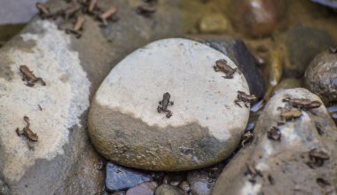 Ormandaki dağ nehrinde küçük kurbağalar.