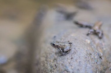 Ormandaki dağ nehrinde küçük kurbağalar.