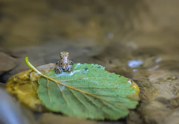 森の中の山の川に小さなカエル — ストック写真