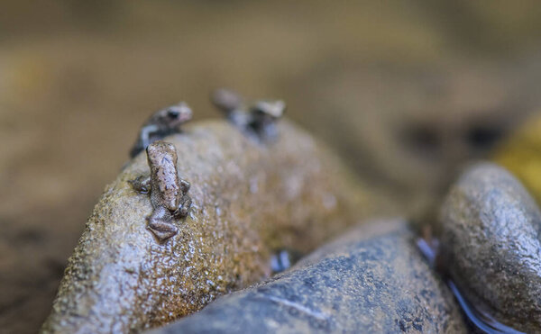 Маленькие лягушки на горной реке в лесу